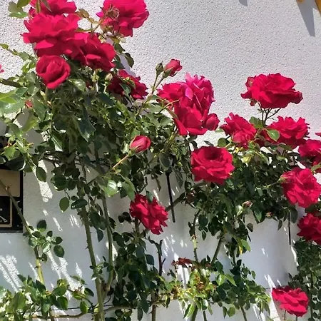 Vogt Tatil Evi